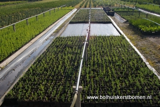 plantgoed kerstbomen