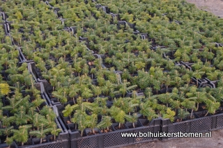 plantgoed nordmann