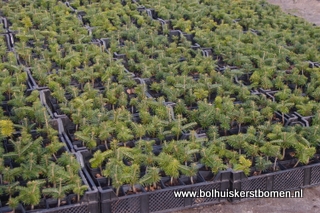 - Plantgoed kerstbomen