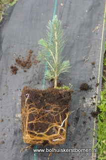 blauwspar plantgoed