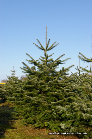 Abies Nordmanniana