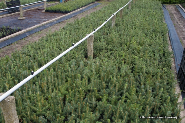 blauwspar plantgoed