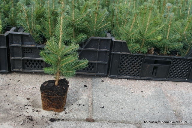 plantgoed blauwspar