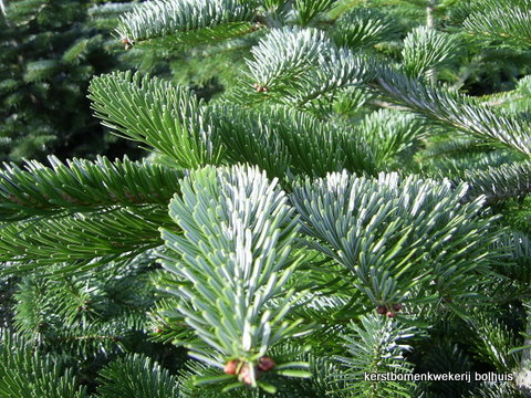 Nieuwe aankomst stof in de ogen gooien Op tijd Bolhuis Kerstbomen - Nordmann