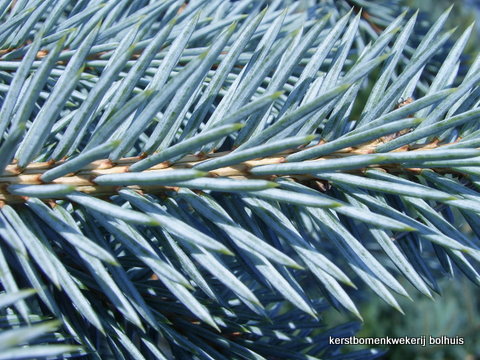 Wig Zogenaamd kleinhandel Bolhuis Kerstbomen - Blauwspar