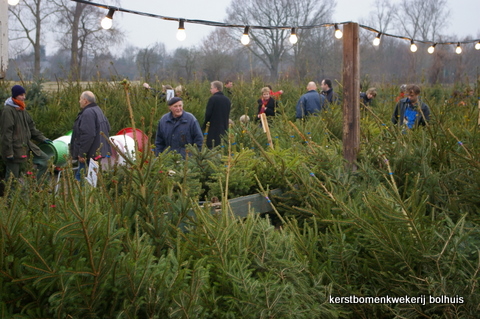 lanthaan jogger Manoeuvreren Bolhuis Kerstbomen - kerstboom kopen