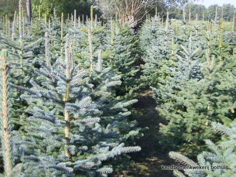 Wig Zogenaamd kleinhandel Bolhuis Kerstbomen - Blauwspar